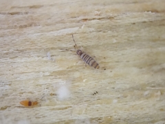 Entomobrya nigrocincta