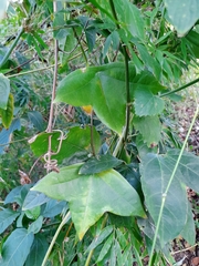 Passiflora megacoriacea