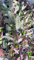 Kalanchoe daigremontiana
