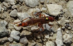 Ectopimorpha wilsoni