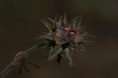 Trifolium stellatum