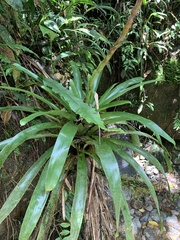 Vriesea
