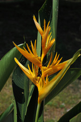 Heliconia psittacorum × spathocircinata