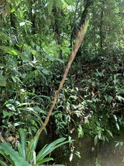 Vriesea