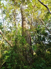 Pseudobombax septenatum