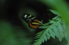 Mechanitis polymnia lycidice