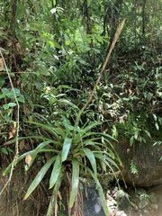 Vriesea