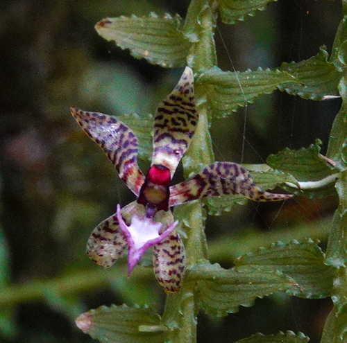Image of Dichaea hystricina by (c) desertnaturalist, some rights reserved (CC BY)