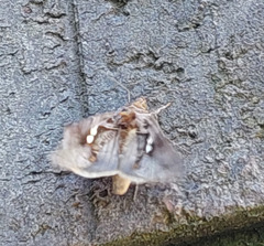 Chrysodeixis eriosoma