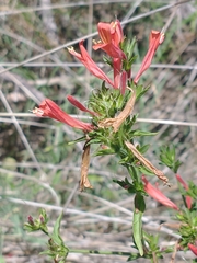 Dicliptera squarrosa