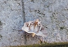 Chrysodeixis eriosoma