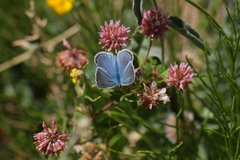Trifolium hybridum elegans