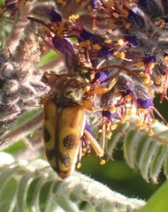 Typocerus octonotatus