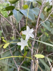 Jacquemontia curtissii