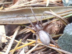 Hypodrassodes maoricus