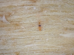 Entomobrya nigrocincta