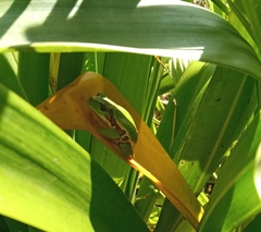 Gastrotheca riobambae