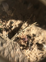 Rhipicephalus sanguineus