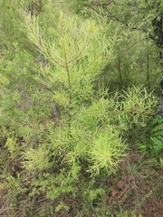 Persoonia virgata