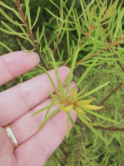 Persoonia virgata