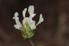 Trifolium clypeatum