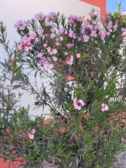 Nerium oleander
