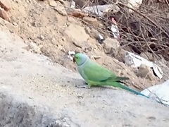 Psittacula krameri