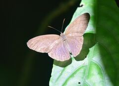 Caeruleuptychia francisca