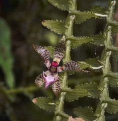Dichaea hystricina
