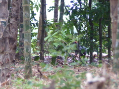 Dasyprocta fuliginosa