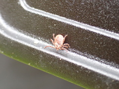 Ixodidae