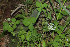 Trifolium clypeatum