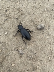 Eleodes grandicollis