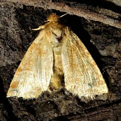 Pyreferra hesperidago