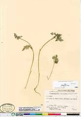 Chaerophyllum procumbens shortii