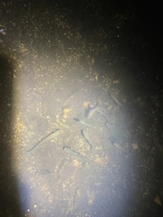 Galaxiiformes