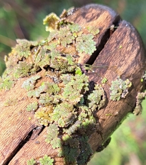 Azolla filiculoides