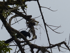 Crotophaga major