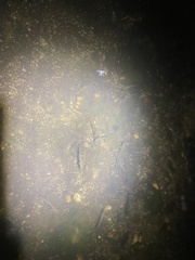 Galaxiiformes