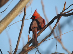 Cardinalis cardinalis