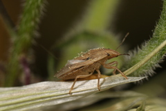 Sciocoris