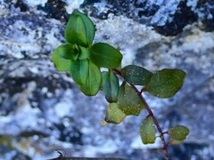Plantaginaceae