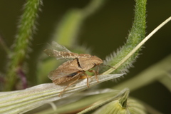 Sciocoris