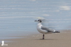 Leucophaeus pipixcan