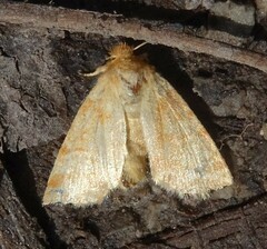 Pyreferra hesperidago