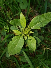 Helianthus annuus
