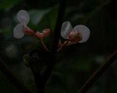 Baccabegonia