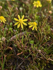Blennosperma nanum