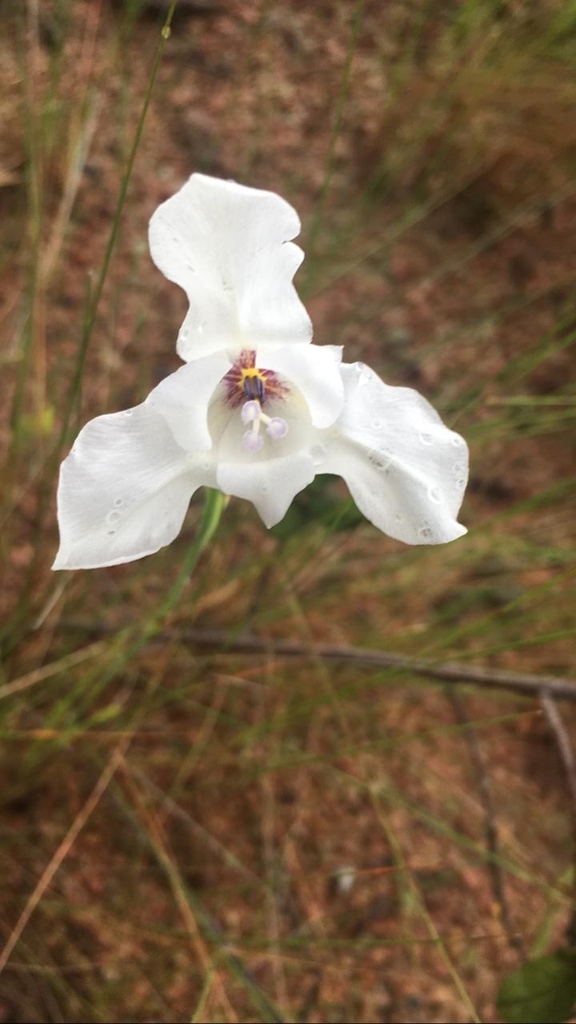 Gelasine gigantea