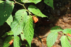 Begonia longirostris
